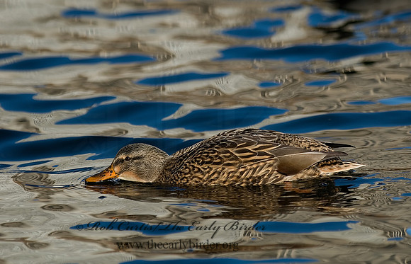 Anas platyrhynchos  MALLARD 6018282