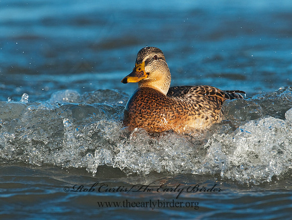 Anas platyrhynchos  MALLARD 3005116