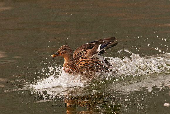 Anas platyrhynchos  MALLARD 3001417