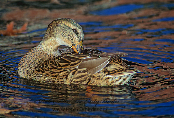 Anas platyrhynchos  MALLARD 117936