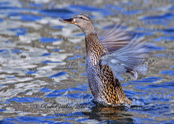 Anas platyrhynchos  MALLARD 298131