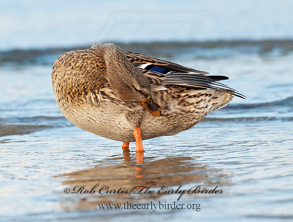 Anas platyrhynchos  MALLARD 3005441