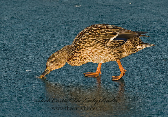 Anas platyrhynchos  MALLARD 6021321