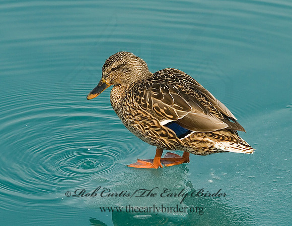 Anas platyrhynchos  MALLARD 6021439