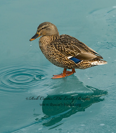 Anas platyrhynchos  MALLARD 6021443