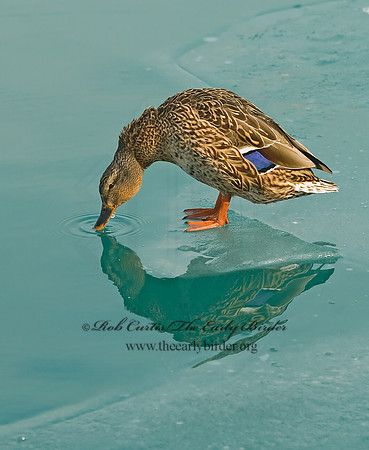 Anas platyrhynchos  MALLARD 6021448