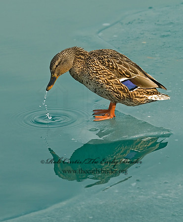 Anas platyrhynchos  MALLARD 6021449