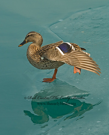 Anas platyrhynchos  MALLARD 6021450