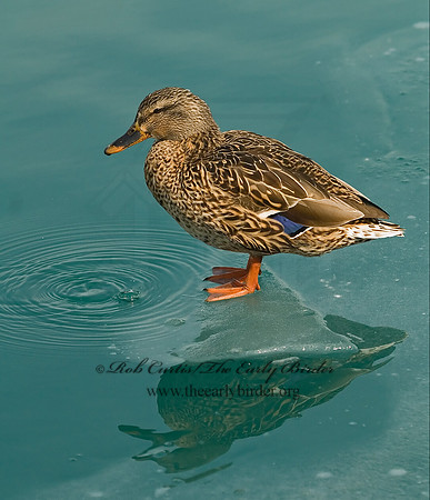 Anas platyrhynchos  MALLARD 6021457
