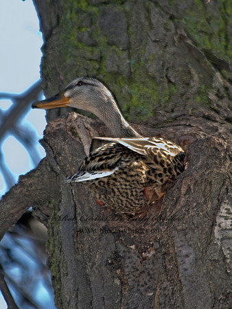 Anas platyrhynchos  MALLARD 6002870