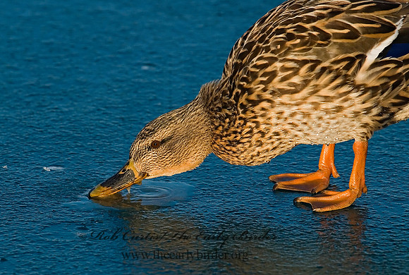 Anas platyrhynchos  MALLARD 7000740