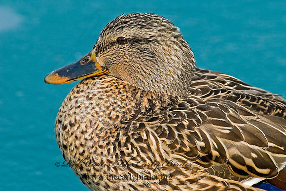 Anas platyrhynchos  MALLARD 7000917