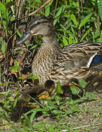Anas platyrhynchos  MALLARD 6004483