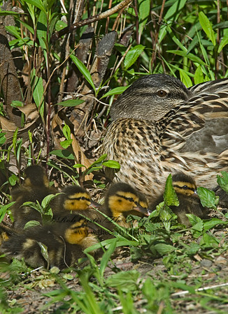 Anas platyrhynchos  MALLARD 6004477
