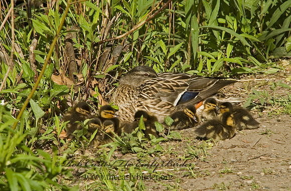 Anas platyrhynchos  MALLARD 5018668