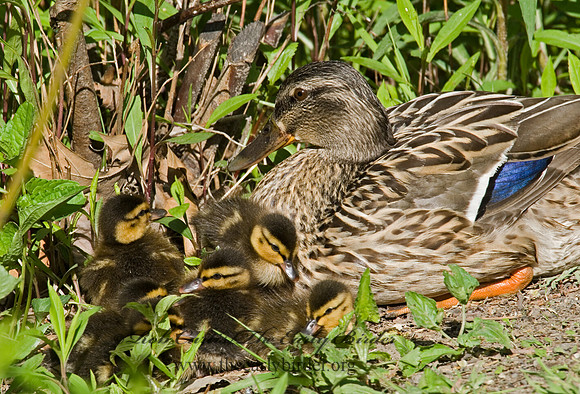 Anas platyrhynchos  MALLARD 6004471