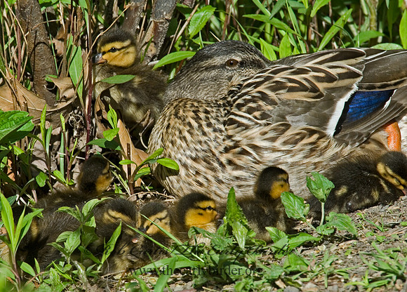 Anas platyrhynchos  MALLARD 6004476