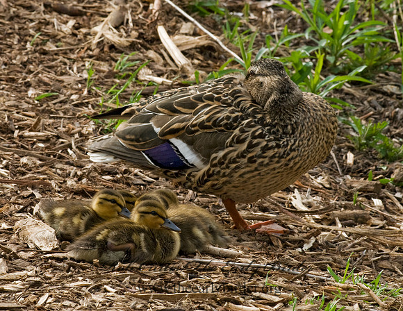 Anas platyrhynchos  MALLARD 7016237