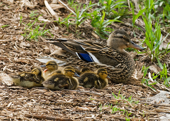 Anas platyrhynchos  MALLARD 7016253