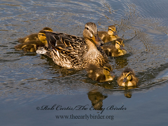 Anas platyrhynchos  MALLARD 7016277