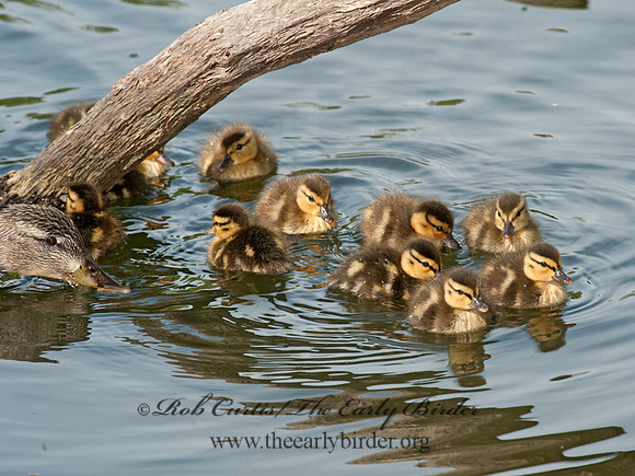 Anas platyrhynchos  MALLARD 8032776