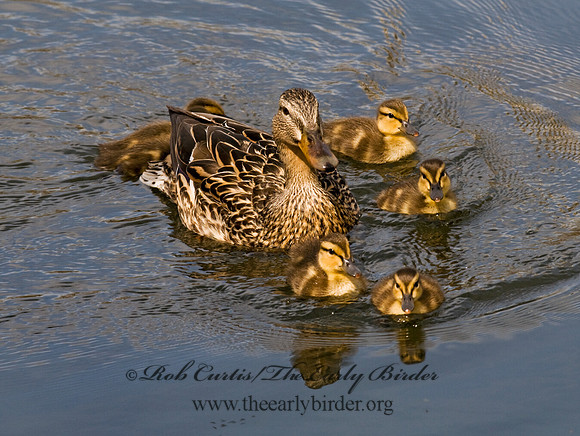 Anas platyrhynchos  MALLARD 7016278