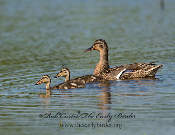 Anas platyrhynchos  MALLARD 9039926
