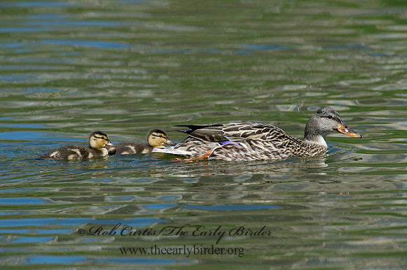 Anas platyrhynchos  MALLARD 9022677
