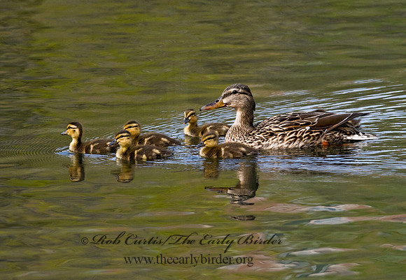 Anas platyrhynchos  MALLARD 7016274