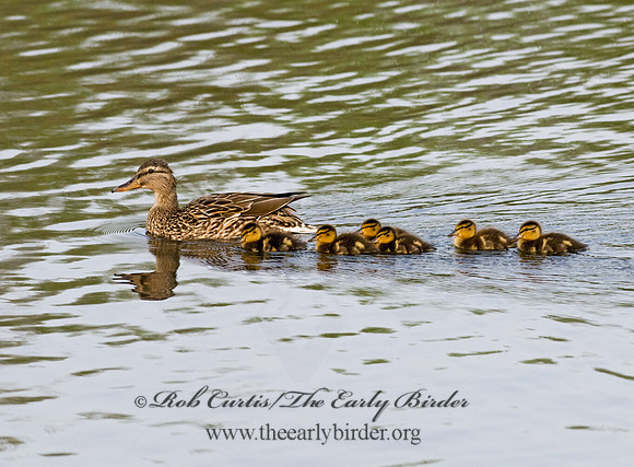 Anas platyrhynchos  MALLARD 7016156