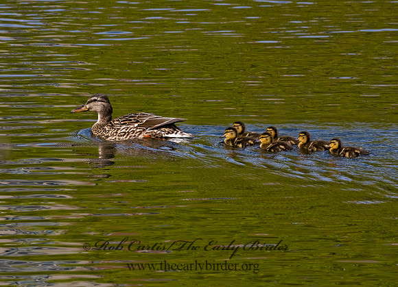 Anas platyrhynchos  MALLARD 7016293