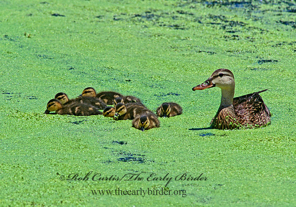 Anas platyrhynchos  MALLARD 254906