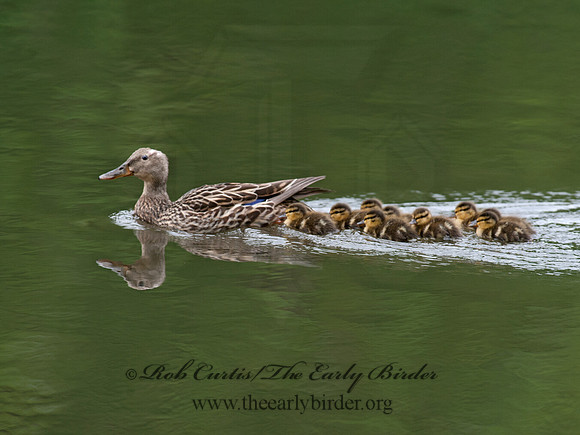 Anas platyrhynchos  MALLARD 8031255