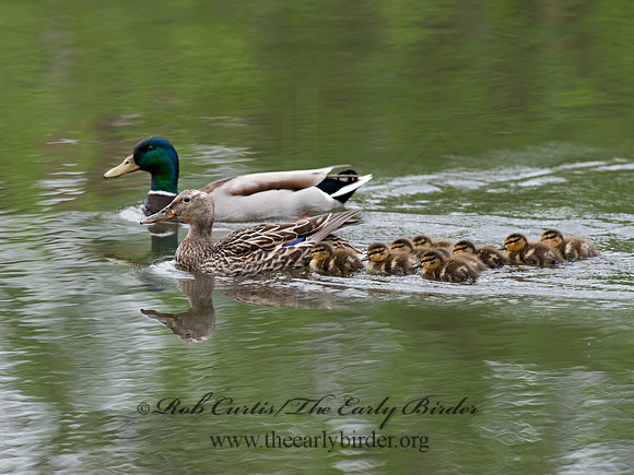 Anas platyrhynchos  MALLARD 8031260