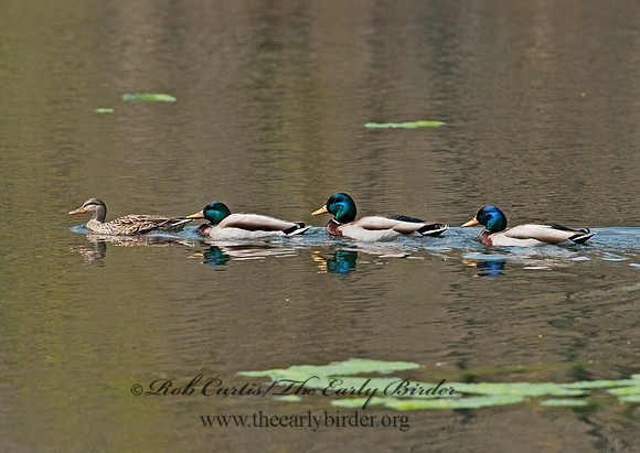 Anas platyrhynchos  MALLARD 8021790