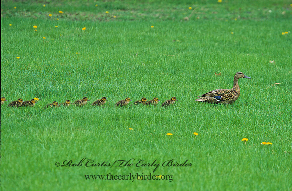 Anas platyrhynchos  MALLARD 299223