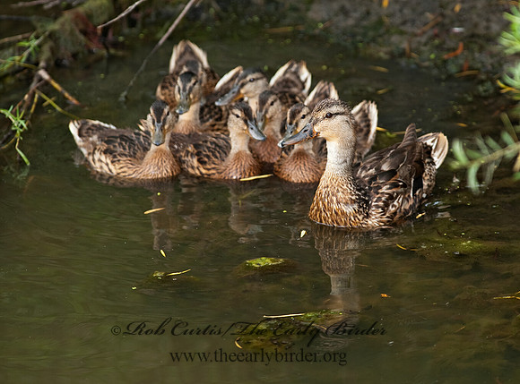 Anas platyrhynchos  MALLARD 8022963