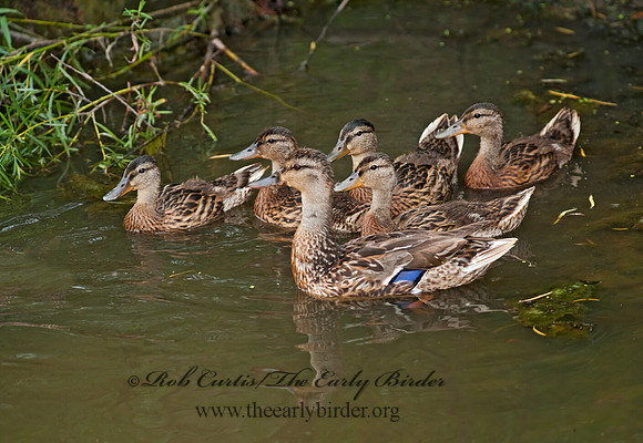 Anas platyrhynchos  MALLARD 8022964