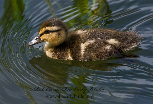 Anas platyrhynchos  MALLARD 7016282