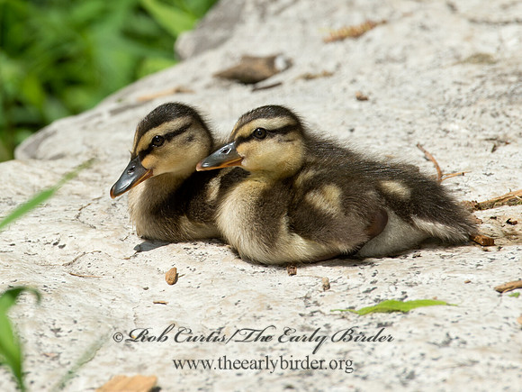 Anas platyrhynchos  MALLARD 9012010