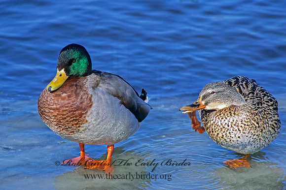 Anas platyrhynchos  MALLARD 286919