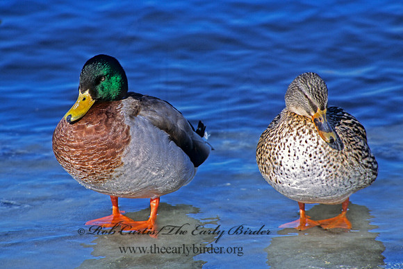 Anas platyrhynchos  MALLARD 286920