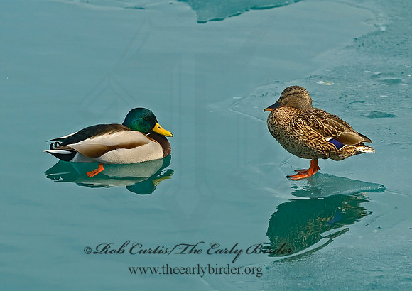 Anas platyrhynchos  MALLARD 6021446