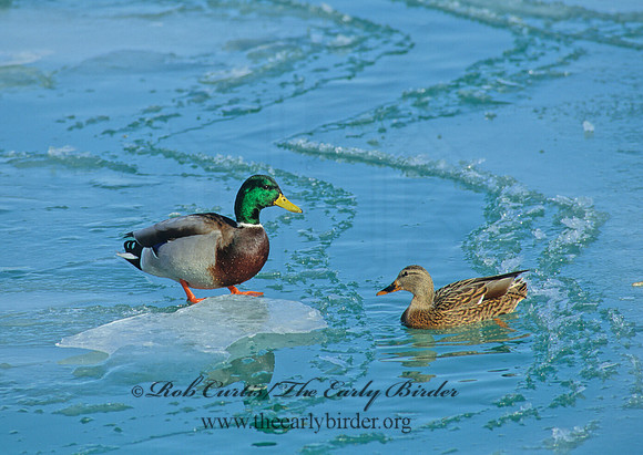 Anas platyrhynchos  MALLARD 63509
