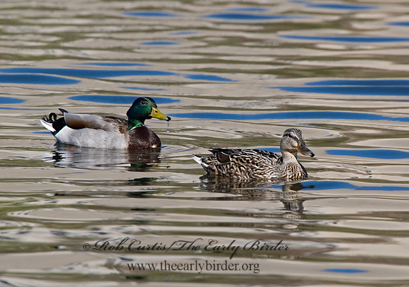 Anas platyrhynchos  MALLARD 6002917