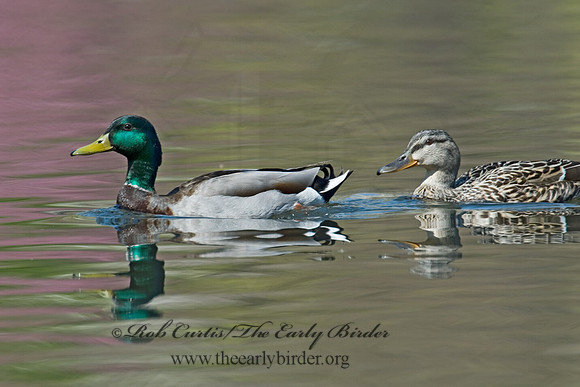 Anas platyrhynchos  MALLARD 6003435