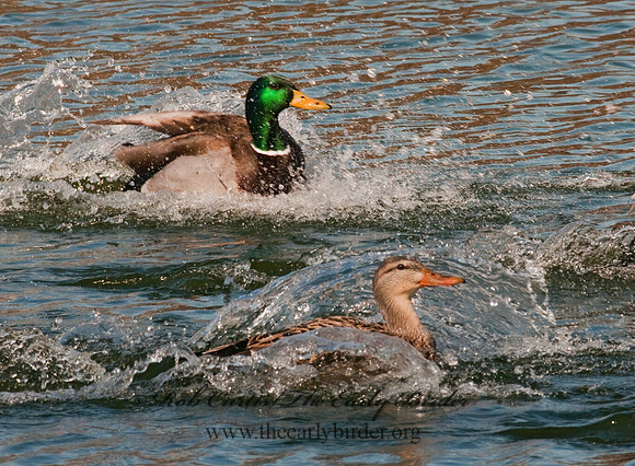 Anas platyrhynchos  MALLARD 3001459