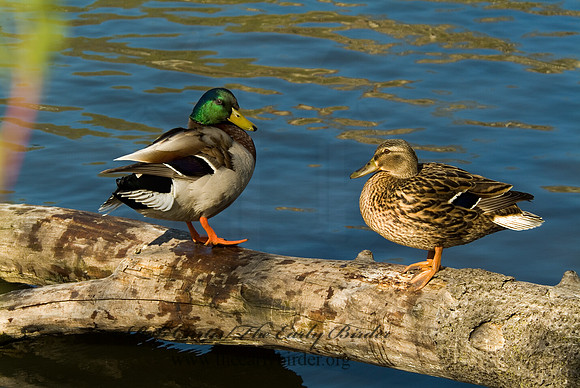 Anas platyrhynchos  MALLARD 4000152