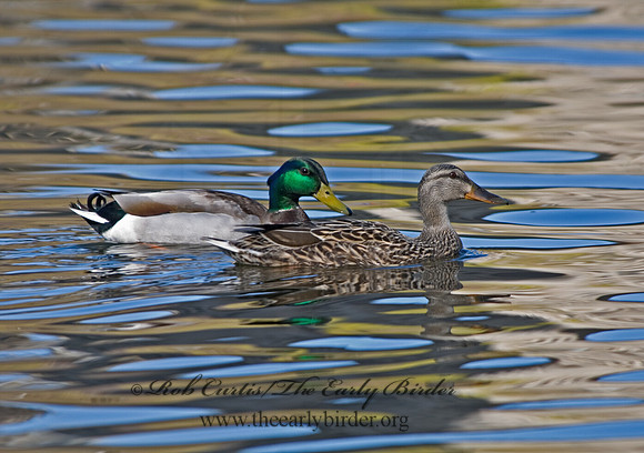 Anas platyrhynchos  MALLARD 6002915