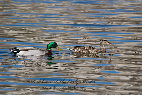 Anas platyrhynchos  MALLARD 6002916